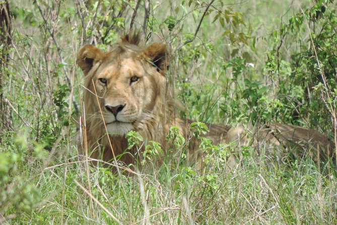 5 Days Ol Pejeta-Lake Nakuru-Masai Mara Mid-Range 4 X 4 Jeep Tour - Frequently Asked Questions