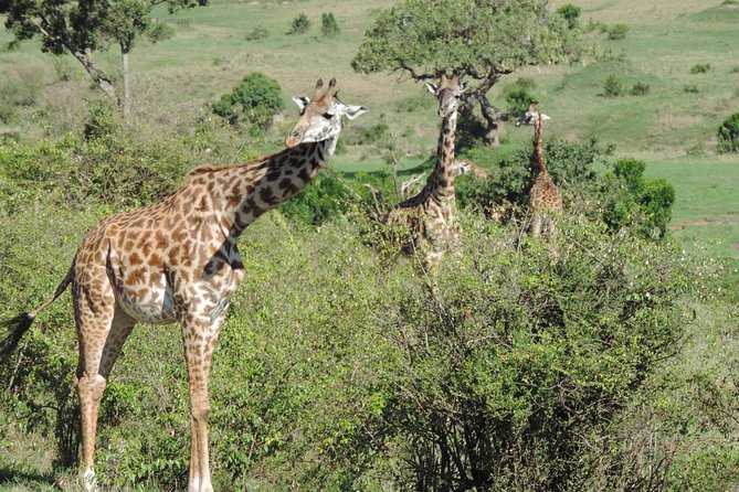 5 Days Ol Pejeta-Lake Nakuru-Masai Mara Mid-Range 4 X 4 Jeep Tour - The Sum Up