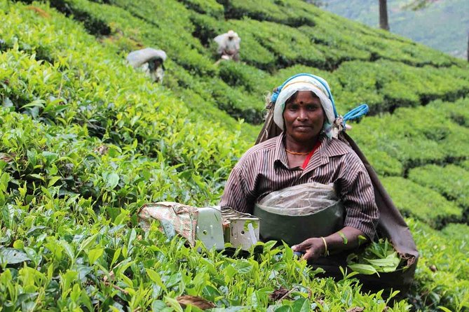 5 Days Private Kerala Tour Package by Saffron India Tours - Tour Pricing and Booking Details