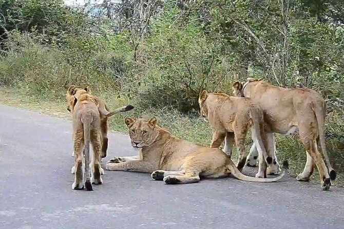 5-Days Private Safari Tour in Mikumi and Nyerere National Park - Meeting Point Details