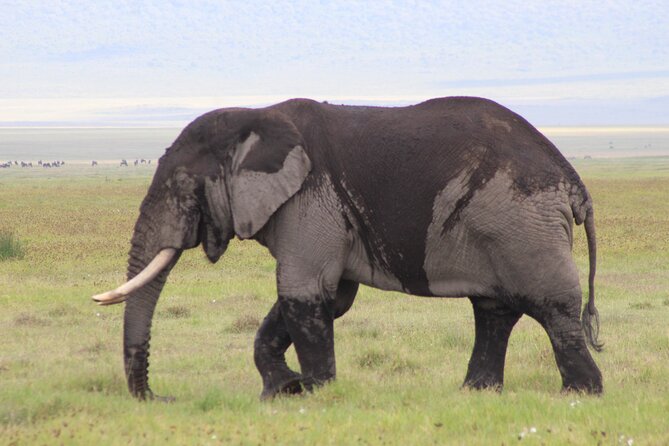 5-Days Private Tanzania Safari Tour - Good To Know