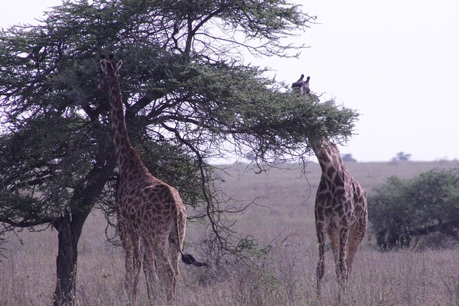 5-Days Private Tanzania Safari Tour - Booking and Pricing Information