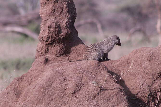 5-Days Private Tanzania Safari Tour - The Sum Up