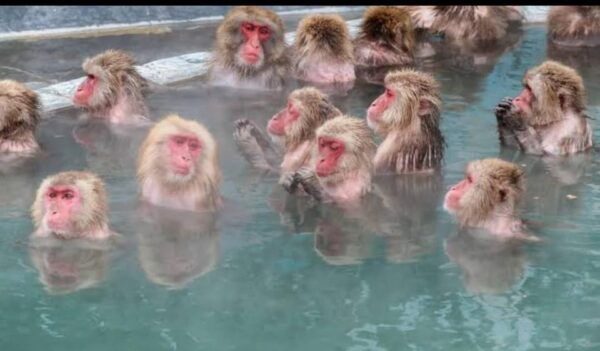 5-Days Private Tour Tokyo, Mt Fuji, Nikko, Hakone and Nagano - Transportation Details