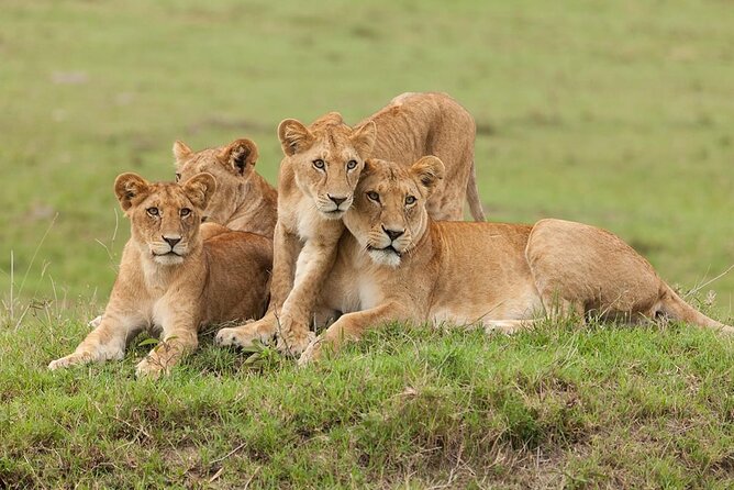 5 Days Safari Adventure in Tanzania - Booking Information and FAQs
