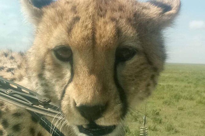 5 Days Safari In Serengeti And Ngorongoro - Accommodation and Meals