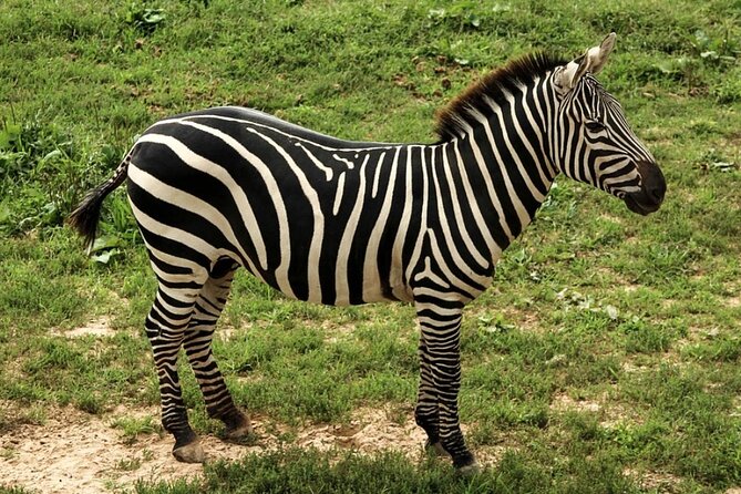 5 Days Safari Tarangire, Serengeti, and Ngorongoro Crater - Good To Know