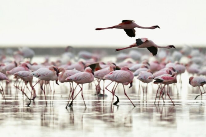 5 Days Safari Tarangire, Serengeti, and Ngorongoro Crater - Meals and Accommodation Details