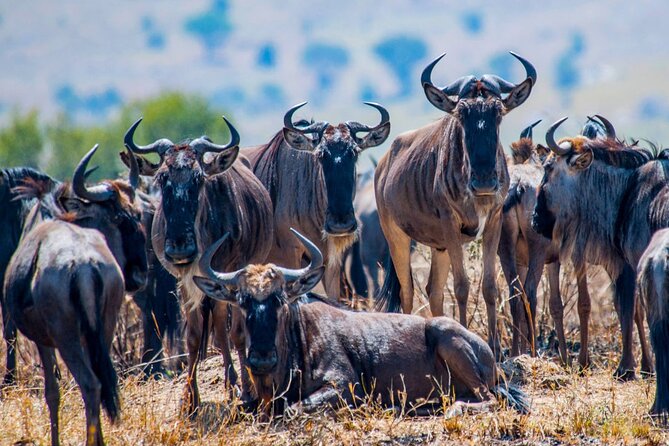 5 Days Safari Tarangire, Serengeti, and Ngorongoro Crater - Safari Logistics and Pickup Information