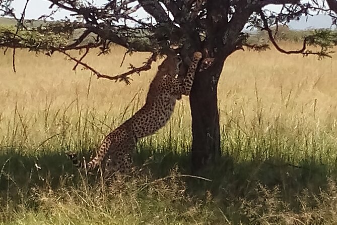 5 Days Safari to Aberdare N/P, Nakuru N/P and Maasai Mara N/R. - Safari Itinerary Overview