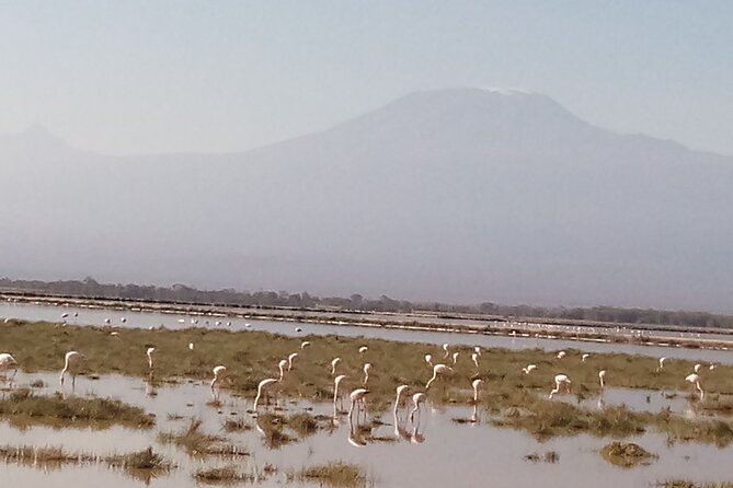 5 Days Safari to Amboseli N/P, Lake Naivasha, Maasai Mara N/R. - Itinerary Highlights