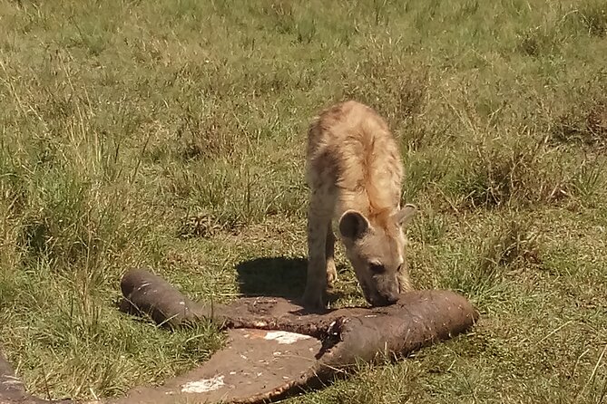 5 Days Safari to Amboseli N/P, Lake Naivasha, Maasai Mara N/R. - Pricing and Reviews