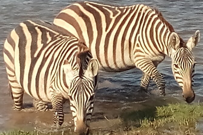 5 Days Safari to Amboseli N/P, Lake Naivasha, Maasai Mara N/R. - Frequently Asked Questions