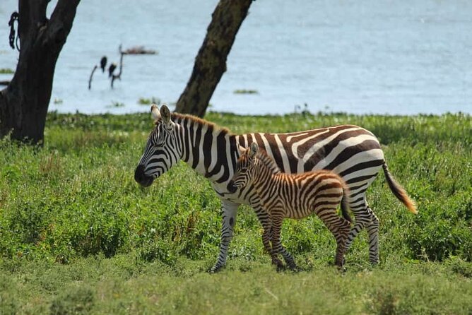 5 Days Safari to Amboseli N/P, Lake Naivasha, Maasai Mara N/R. - The Sum Up