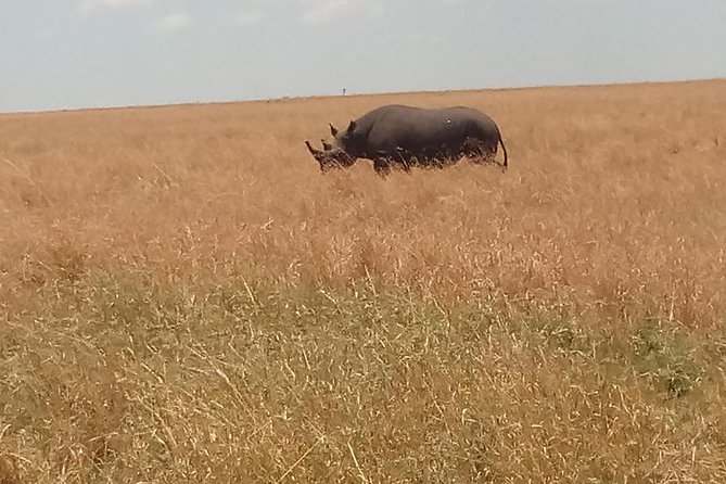5 Days Safari to Lake Bogoria N/R, Lake Nakuru N/P and Maasai Mara N/R. - Wildlife Sightings