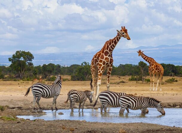 5 Days Safari to Samburu N/R Ol Pejeta Conservancy Hells Gate N/P, Lake Naivasha - Cancellation Policy