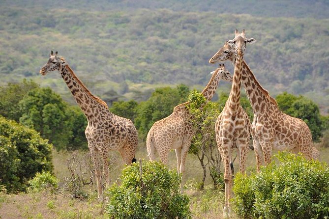 5 Days Safari to Tarangire, Ngorongoro, Serengeti and Lake Manyara - Tarangire National Park