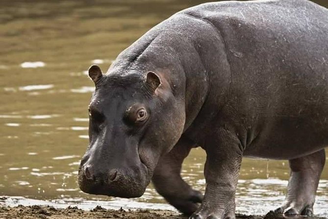 5 Days Safari Tour Itinerary: Delight With Luxury Safaris in 3 National Parks - Day 4: Cultural Immersion and Relaxation