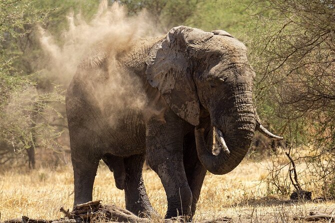 5 Days Serengeti, Ngorongoro, Manyara and Tarangire Group Safari - Good To Know