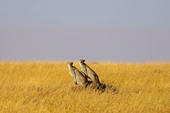 5 Days Serengeti, Ngorongoro, Manyara and Tarangire Group Safari - Pickup and Logistics