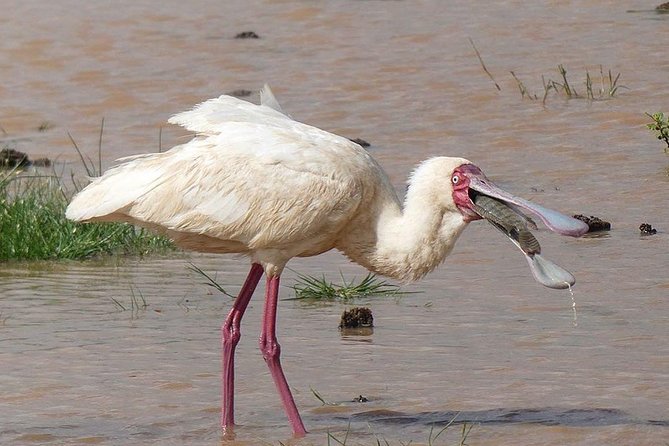 5 Days Serengeti Safari|Experience the Great Wildebeest Migration - Booking Information and Price Details