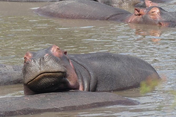 5 Days Serengeti Safari|Experience the Great Wildebeest Migration - Cancellation Policy and Refund Information