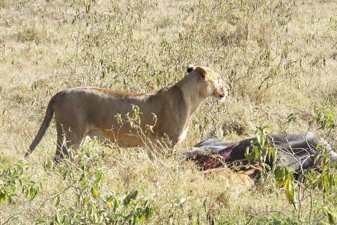 5 Days Special Offer, 1NT Nairobi,1nt Nakuru, and 2NTS Maasai Mara - Group Size and Experience Type