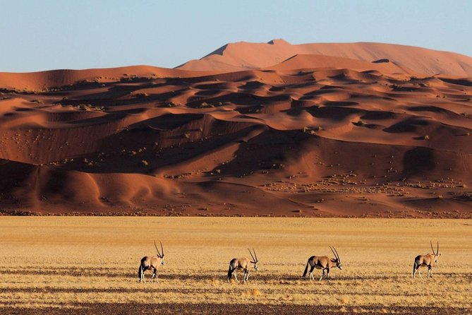 5 Days Swakopmund and Sossusvlei Namibia Experience - Day 3: Swakopmund to Sossusvlei