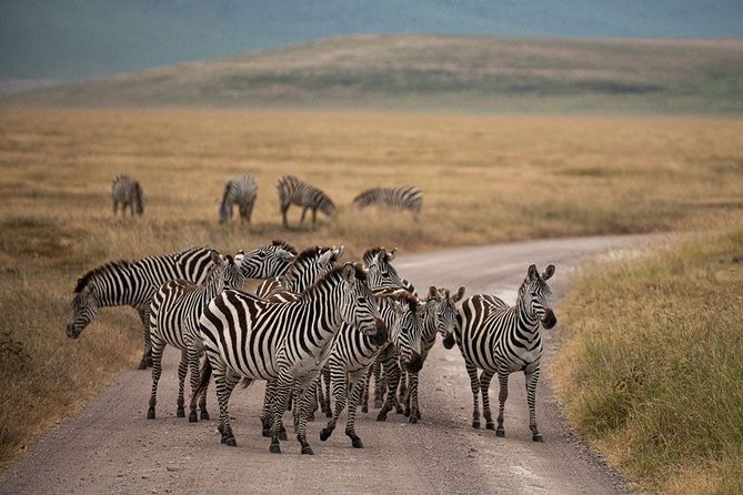 5 Days Tanzania Big 5 Safaris - Good To Know