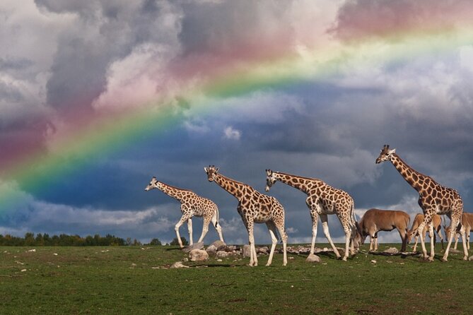 5 Days Tanzania Big 5 Safaris - Transportation Logistics