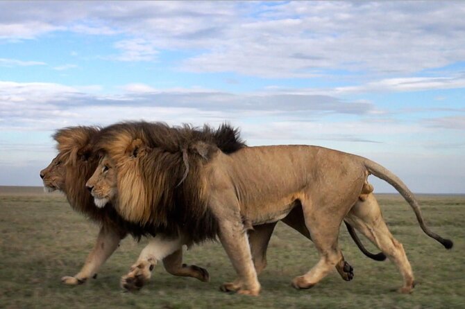 5 Days Tanzania Big 5 Safaris - Reviews and Ratings