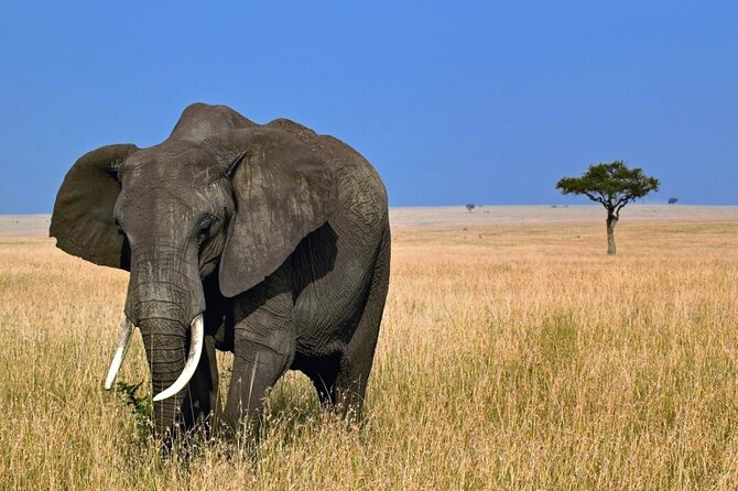 5 Days Tanzania Big 5 Safaris - Important Information