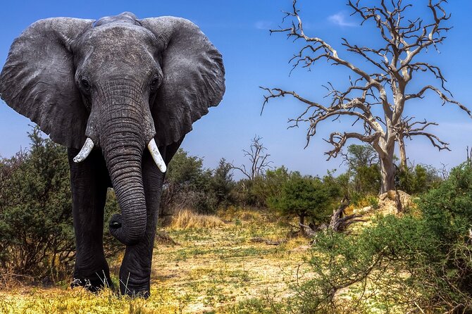 5 Days Tanzania Big 5 Safaris - Frequently Asked Questions