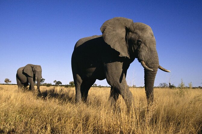 5 Days Tanzania Big 5 Safaris - The Sum Up