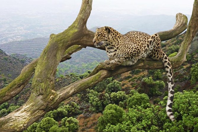 5 Days Tanzania Big Five Camping | Lodge Safari - Itinerary Details