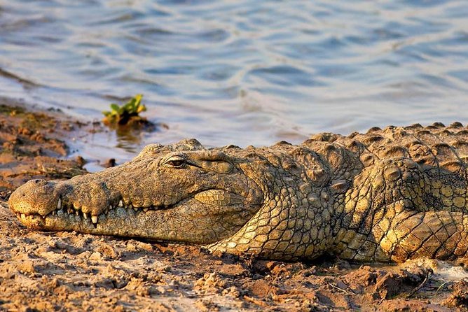 5 Days Tanzania Big Five Camping | Lodge Safari - What To Expect