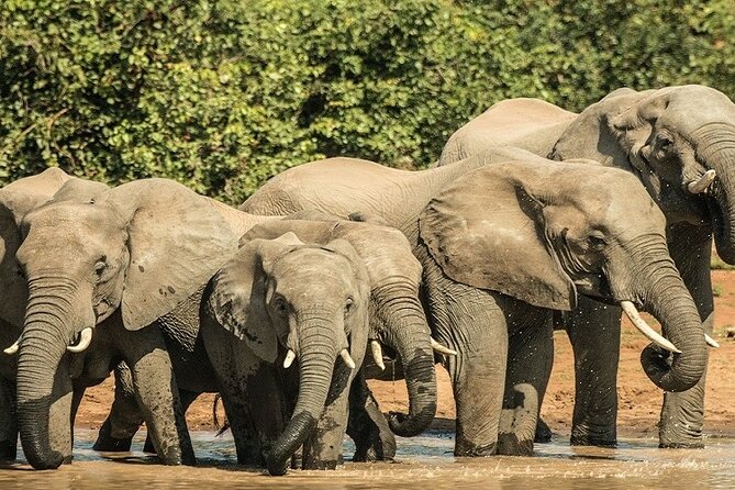 5 Days Tanzania Budget Camping Safari - Good To Know