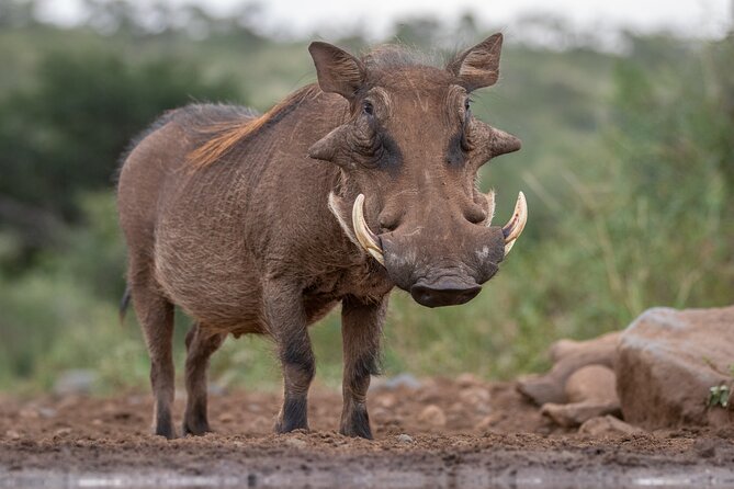 5 Days Tanzania Budget Camping Safari From Arusha - Cultural Experiences Included