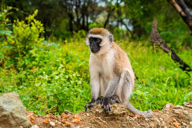 5 Days Tanzania Budget Camping Safari From Arusha - Packing List Essentials