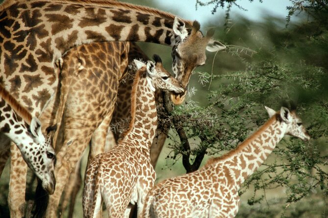 5-Days Tanzania Camping Safari Tour - Accommodation Information