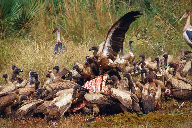 5-Days Tanzania Camping Safari Tour - Customer Reviews