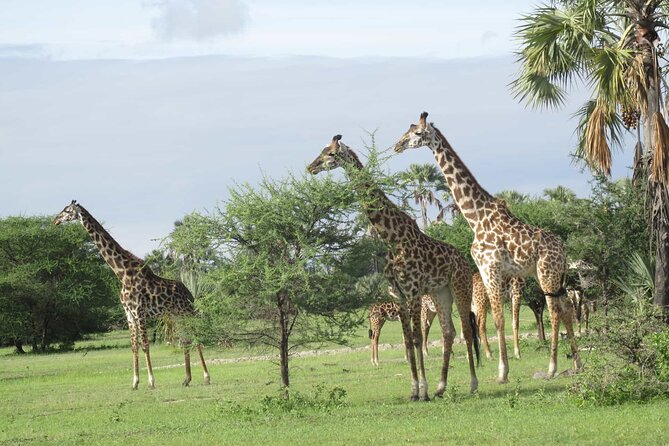 5 Days Tanzania Private Group Safari - Safari Highlights