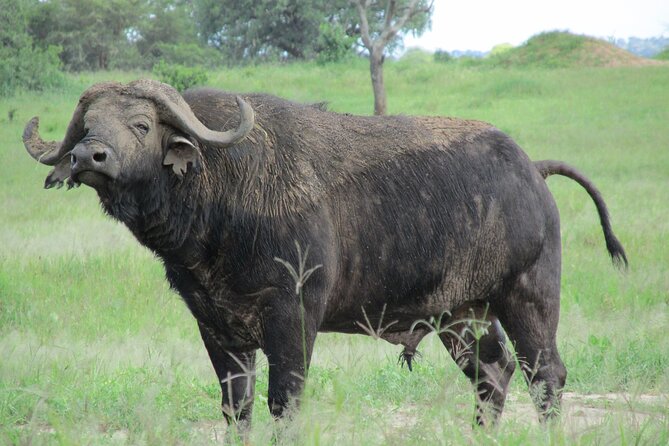 5 Days Tanzania Private Group Safari - Frequently Asked Questions