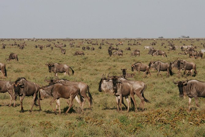 5 Days Tanzania Safari- Tarangire Np, Serengeti Np and Ngorongoro Crater - Tarangire National Park Experience