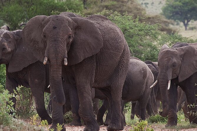 5 Days Tanzanias Wildlife Joint Safari. - Accessibility Information