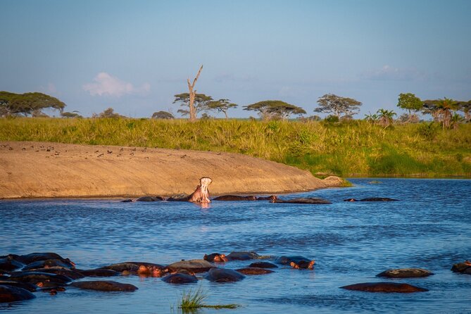 5 Days Tanzanias Wildlife Joint Safari. - Participation Guidelines