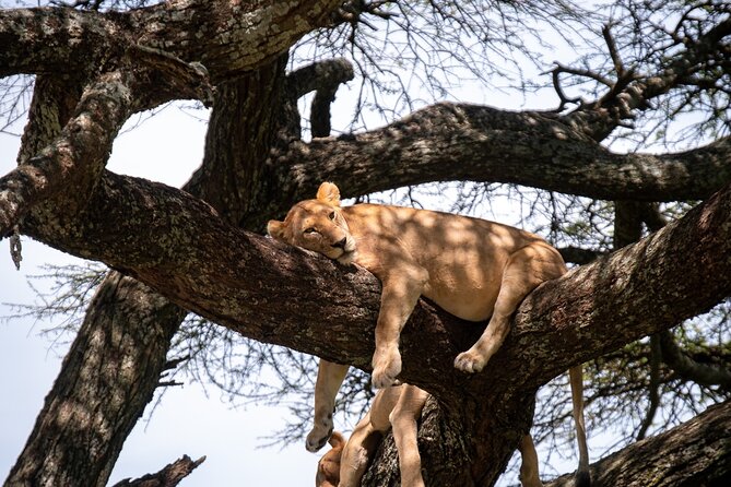 5 Days Tanzanias Wildlife Joint Safari. - Cancellation Policy