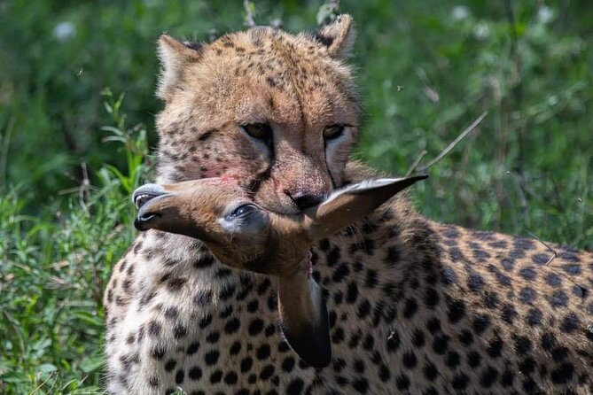 5 Days Tarangire, Serengeti and Ngorongoro Crater - Wildlife Safari Highlights