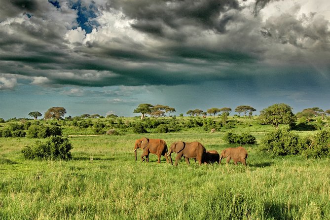 5 Days Tarangire Serengeti and Ngorongoro Crater Tanzania - Tarangire National Park Exploration