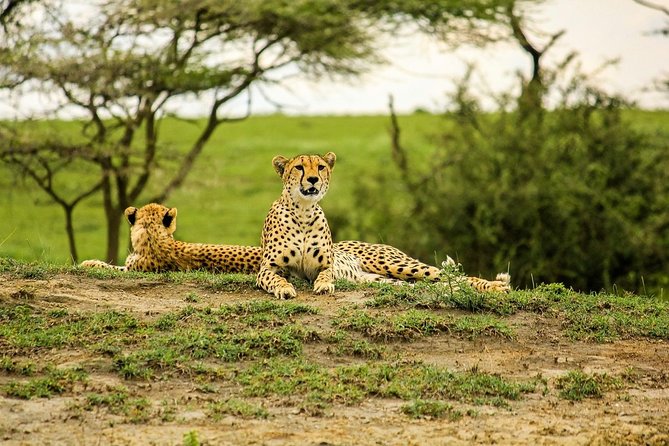 5 Days Tarangire Serengeti and Ngorongoro Crater Tanzania - Frequently Asked Questions